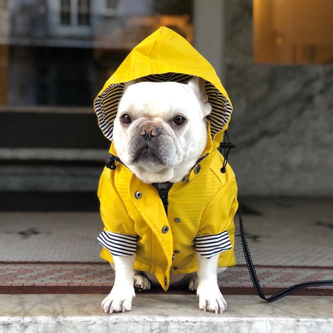 Dog Raincoat