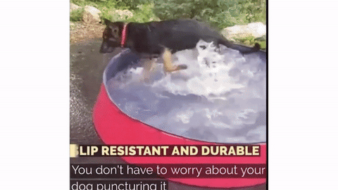 Dog Paddling Pool