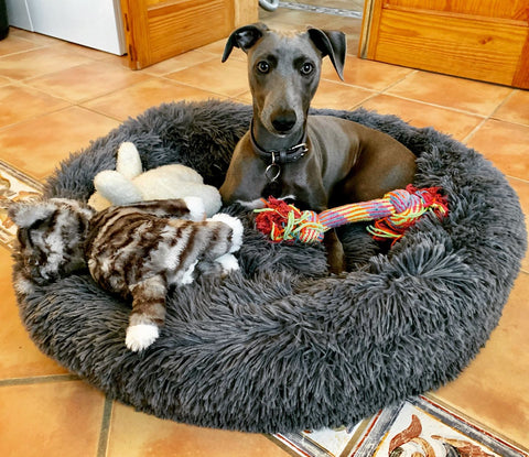 Calming Dog Bed - The Happy Paw Store