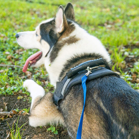 Longue laisse de dressage pour chien