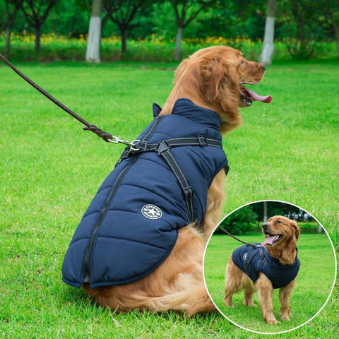 Veste imperméable pour chien avec harnais