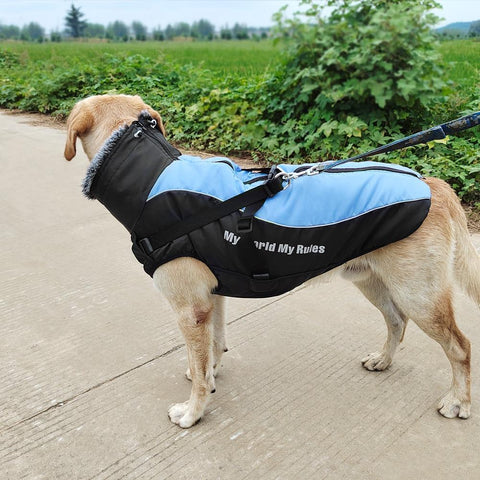 veste imperméable pour chien avec harnais