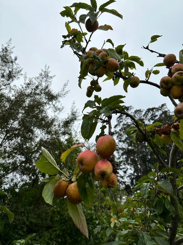 Fig 1. Moody apples in northern California