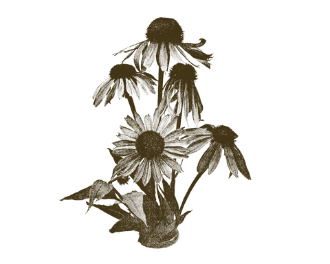 FIG. 1 Echinacea