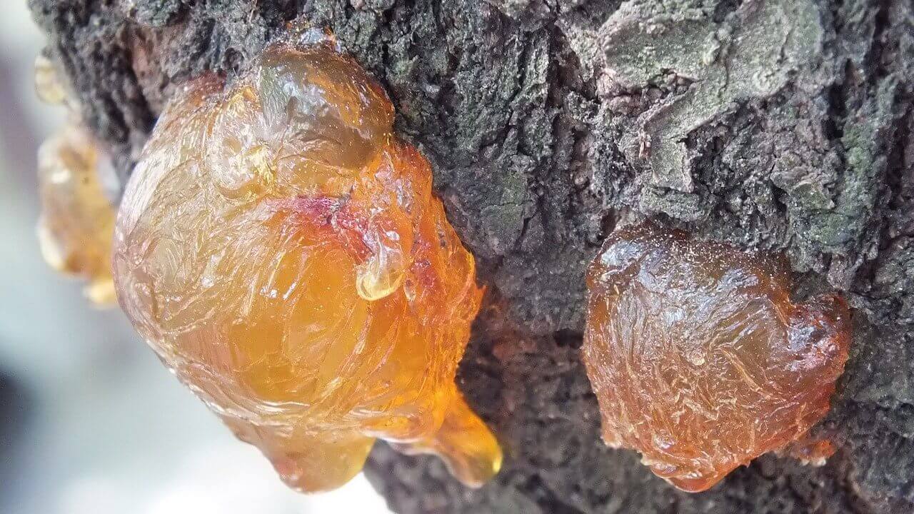 Baltic Amber Origin from Pine Tree Resin