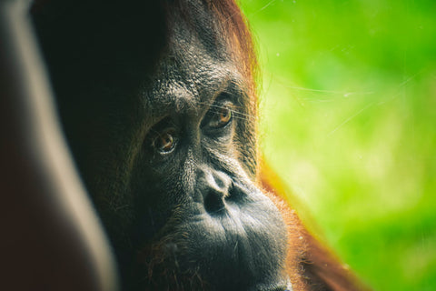 Palm oil free beauty, image of an orangutan