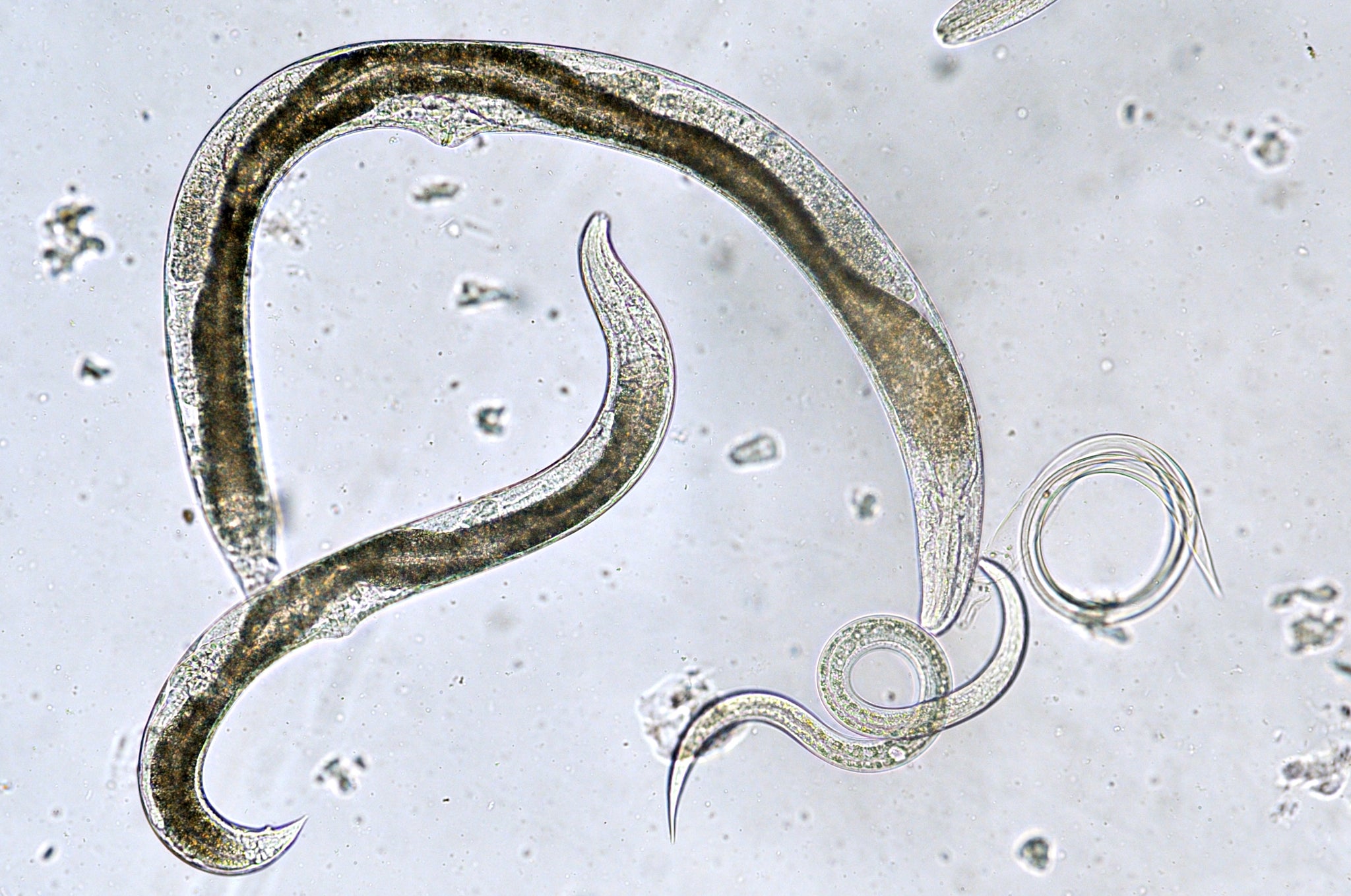 Beneficial Nematodes For Isopod Soil Substrate Health