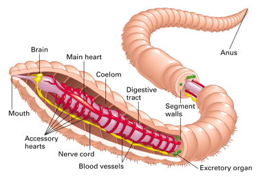 Composting Worm Infographic 