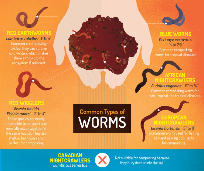 Isopods & Composting Worms