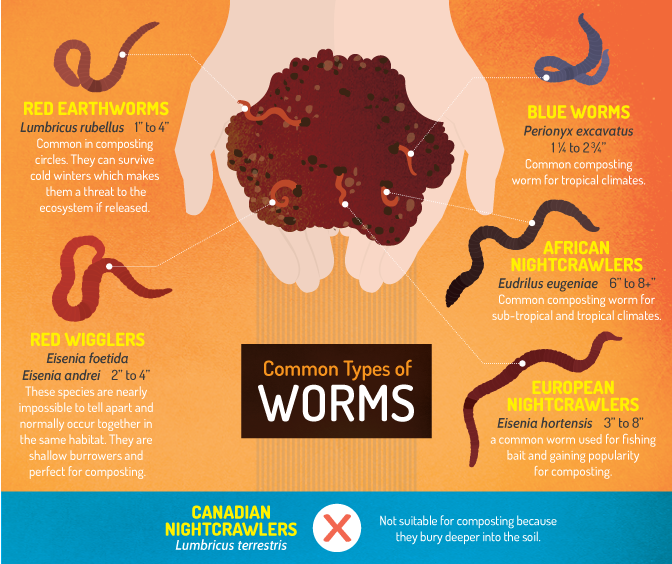 The Difference Between African And European Night Crawlers 