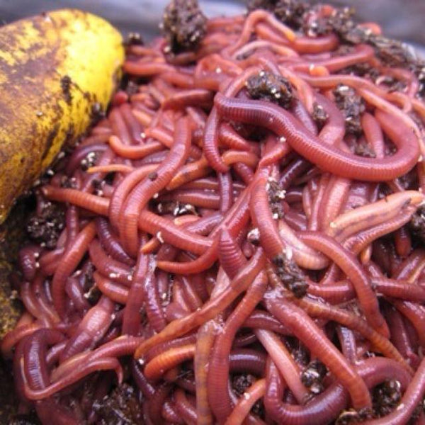 Composting Worms For Isopod Soil Substrates