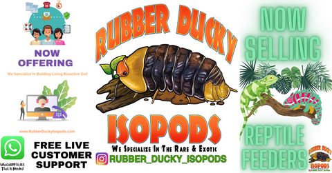 Wholesale Reptile Feeders Provided By www.RubberDuckyIsopods.com