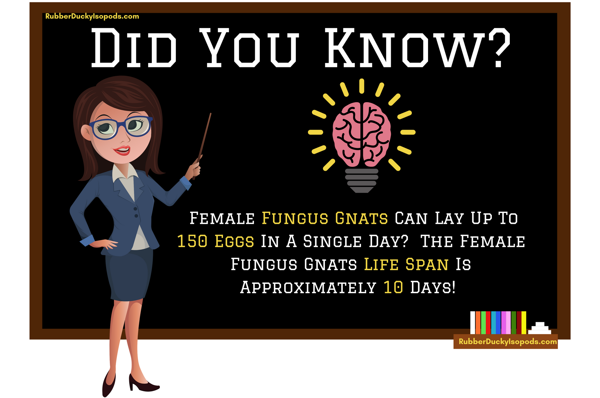 Female Fungus Gnats Infographic For Isopods