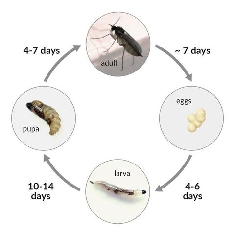 Fungus Gnat Life Cycle Infographic | www.RubberDuckyIsopods.com