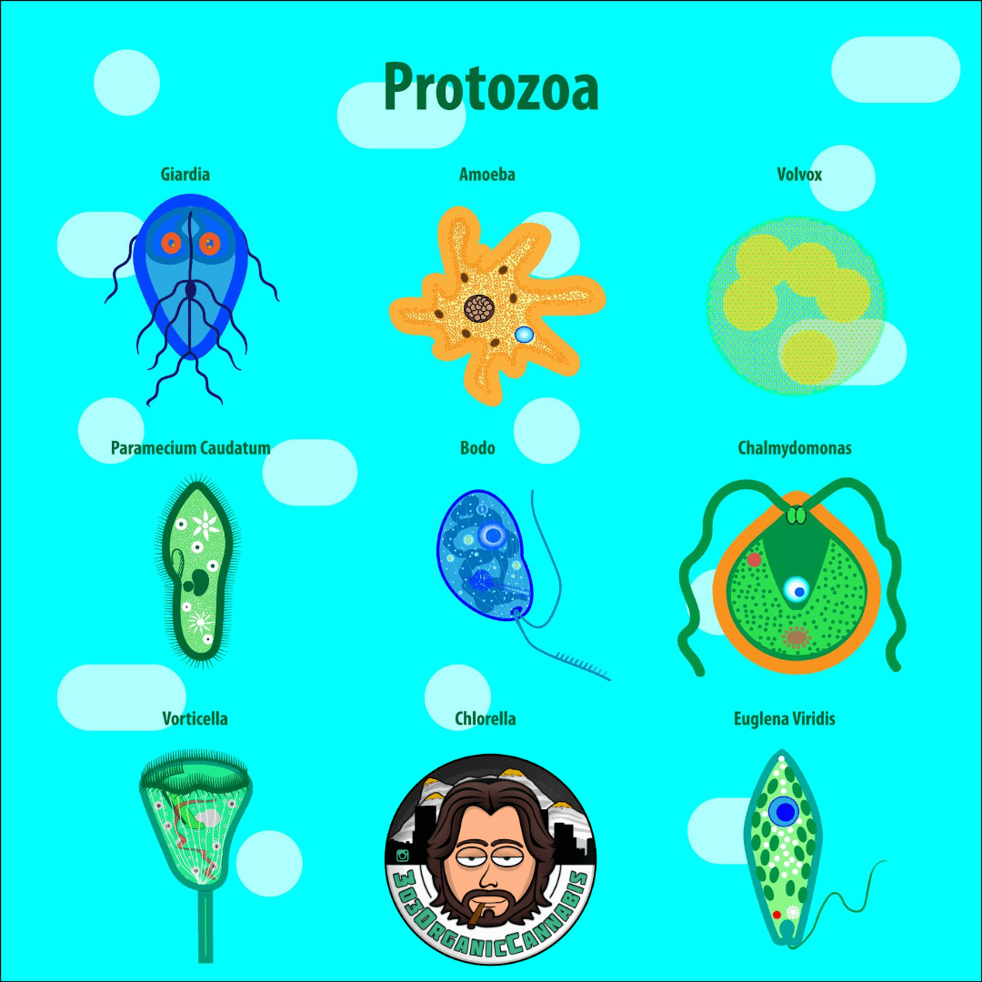 Protozoa Helping Isopods Infographic