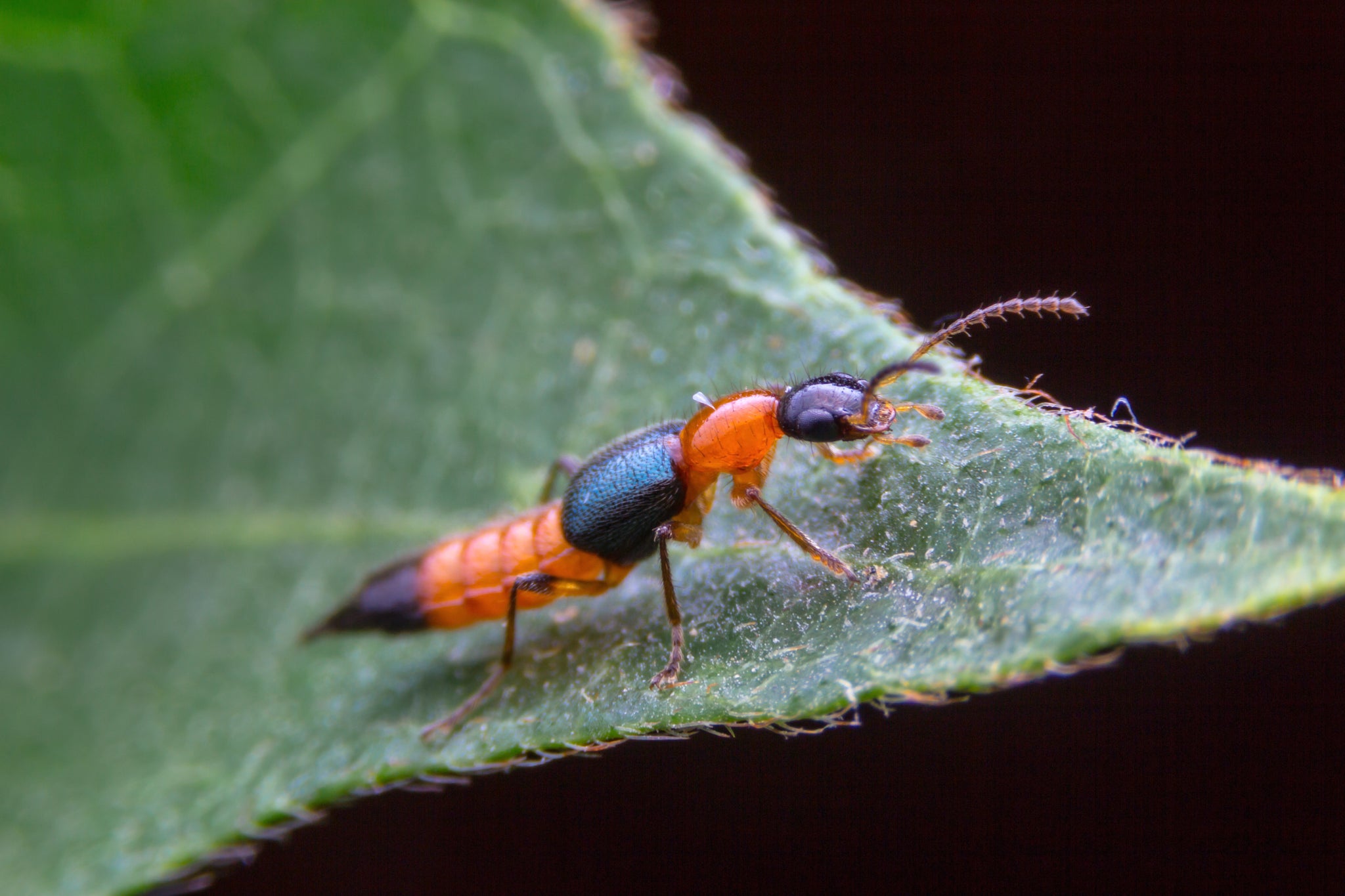 Rove Beetle That Works With Isopods