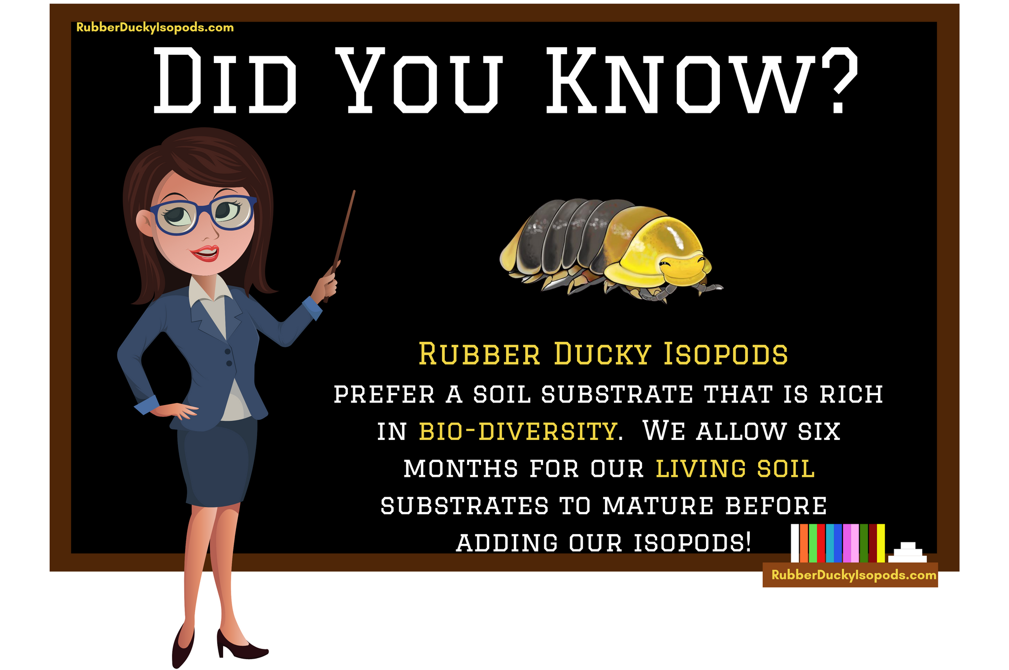 Rubber Duckies Isopods Infographics (Soil Substrate)