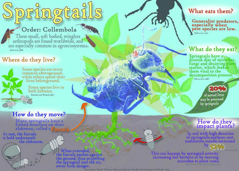 Temperate White Springtails (Folsomia candida or Collem