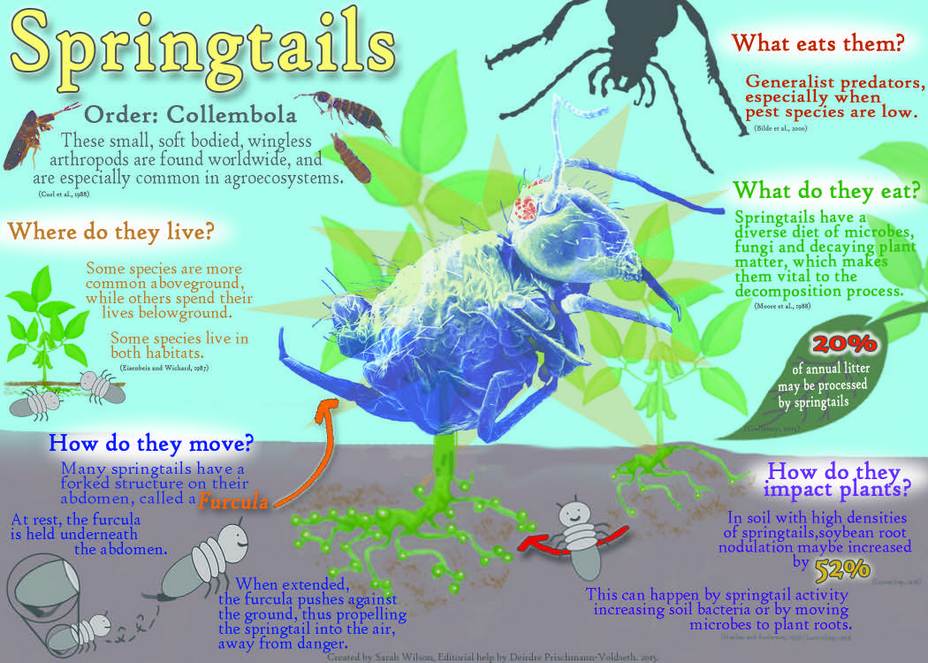 White Springtail Mites Infographic For Isopod Health