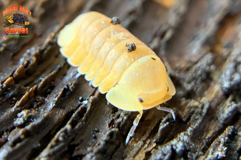 "Blonde Rubber Ducky" Designer Isopods (Cubaris sp) ULTRA...