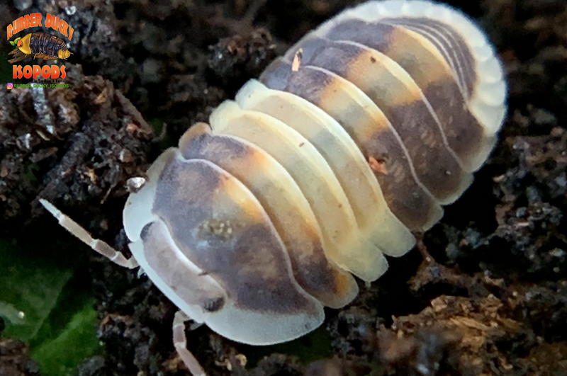 8+ Rubber Ducky Isopod For Sale - MeraudJuneau