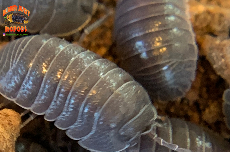 "Croatian Giant" Feeder Isopods (Armadillidium c.f. front...