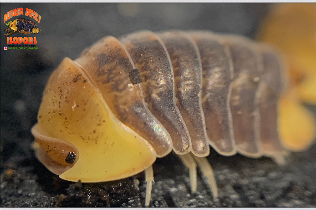 Rubber Ducky Isopods... We Specialize In The Rare & Exotic (Den...