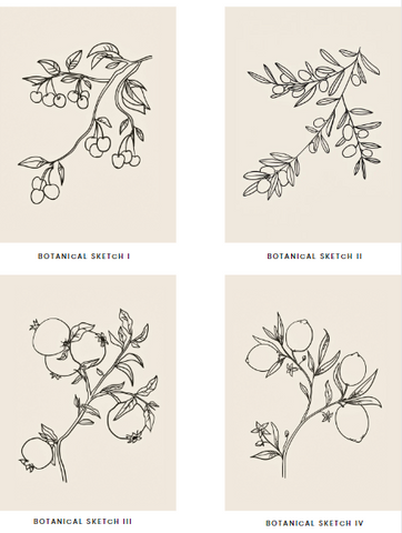 Botanical Sketch Collection
