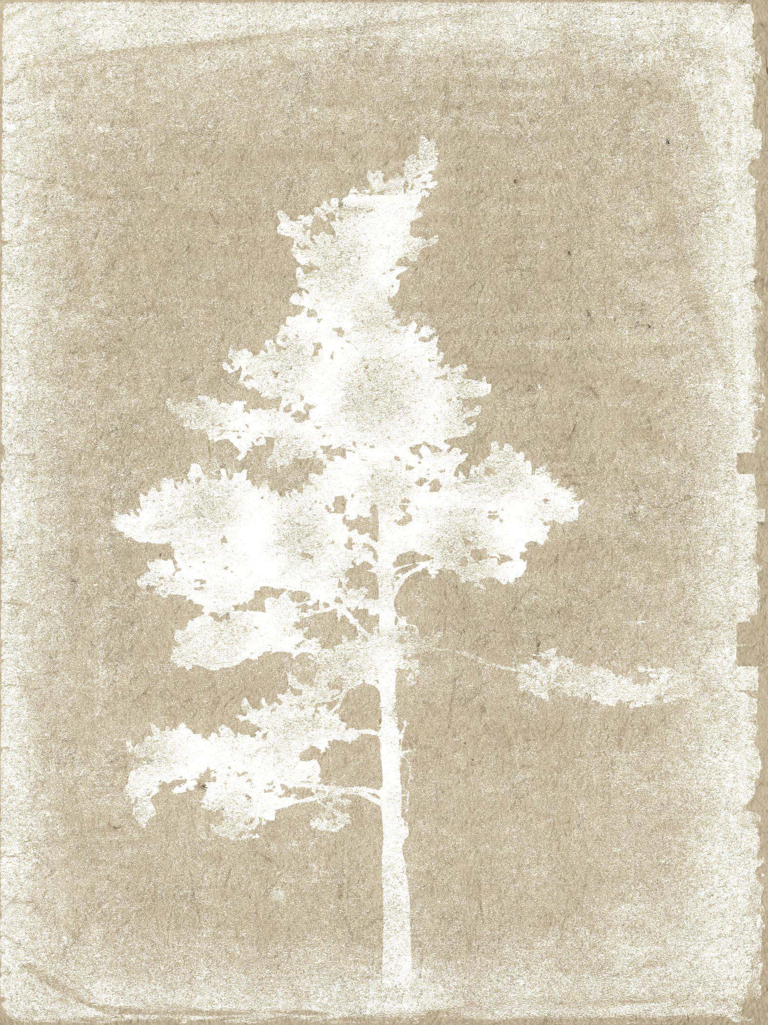 Forest Sketch - Collection Prints product image