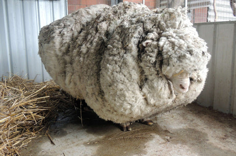 Chris the sheep, with 89lbs of wool!