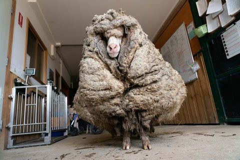 Baarack the Sheep before being shorn after rescuers found him