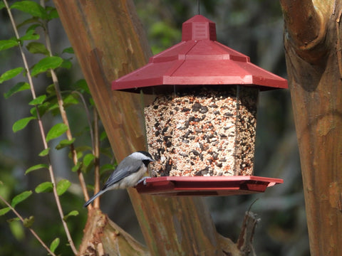 bird on a bird feeder