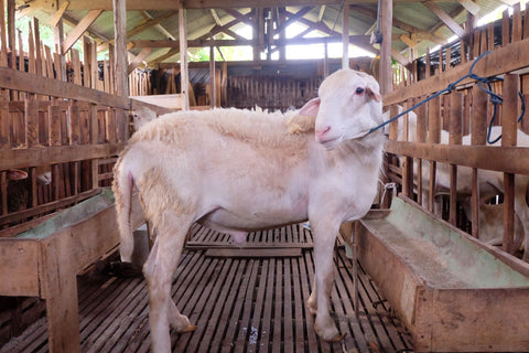 Sheep being shorn