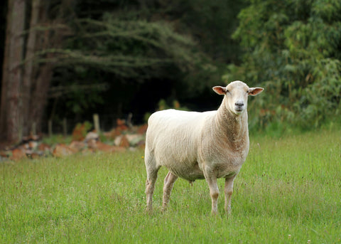 sheep shearing before and after