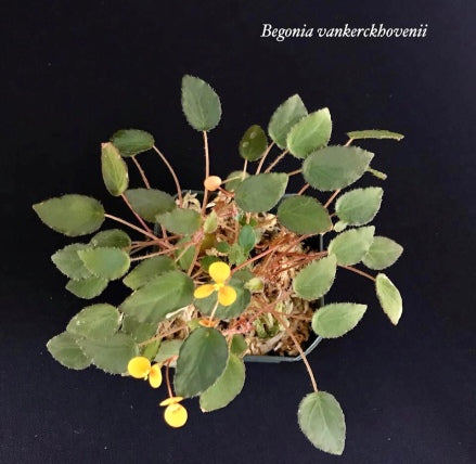 BEGONIA VANKERCKHOVENII – LITTLE TREE DESIGN BIOTOPES