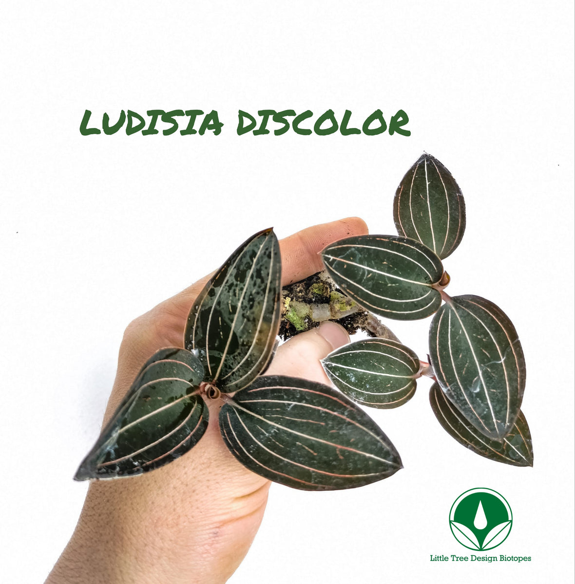 ORQUÍDEA LUDISIA DISCOLOR – LITTLE TREE DESIGN BIOTOPES