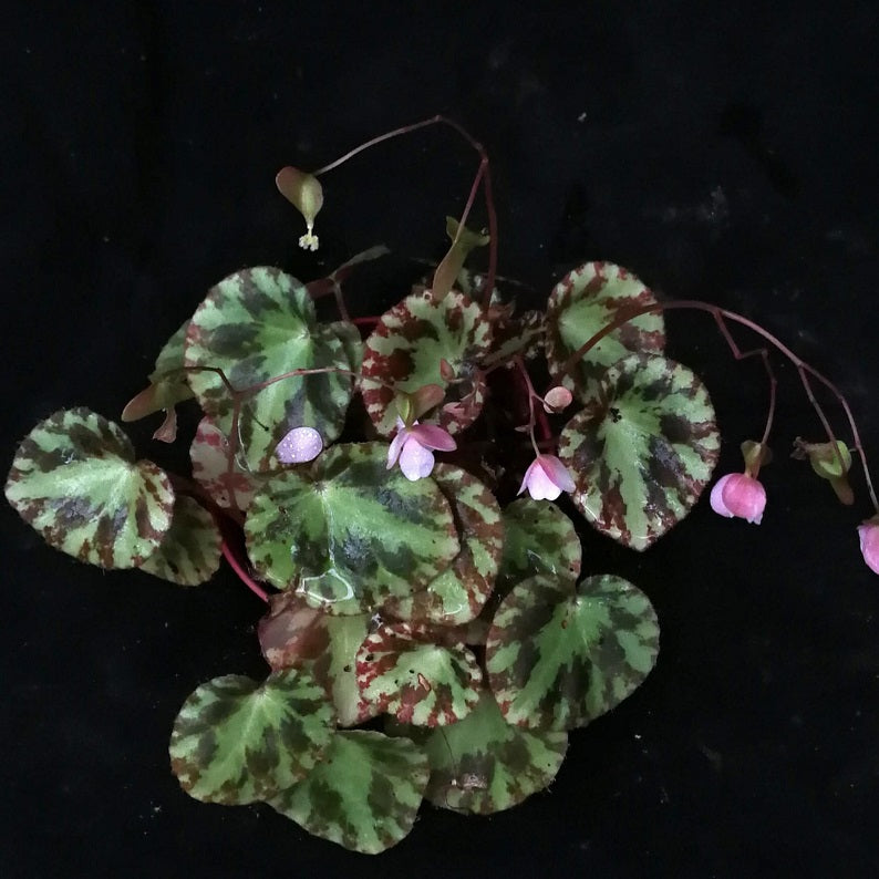 BEGONIA GIRONELLAE – LITTLE TREE DESIGN BIOTOPES