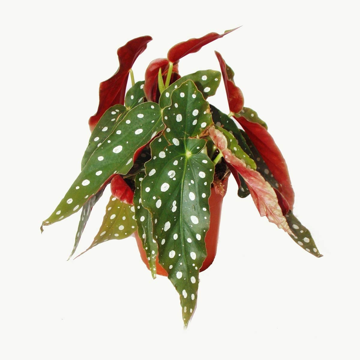 BEGONIA MACULATA WIGHTII – LITTLE TREE DESIGN BIOTOPES