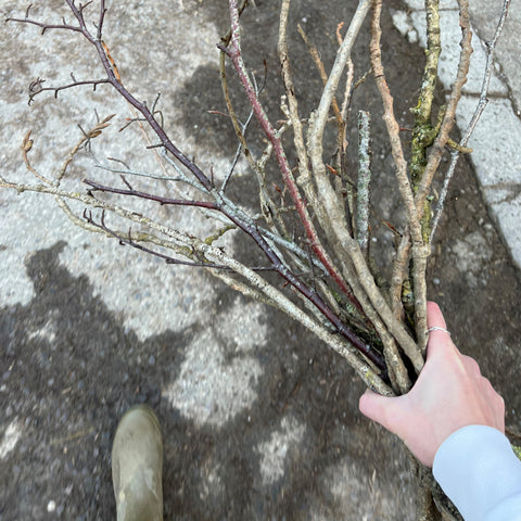 Easter tree branches 