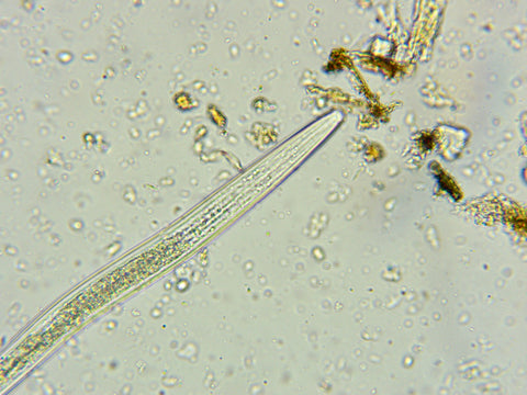 Nematode, microscope, regenerative hemp farming