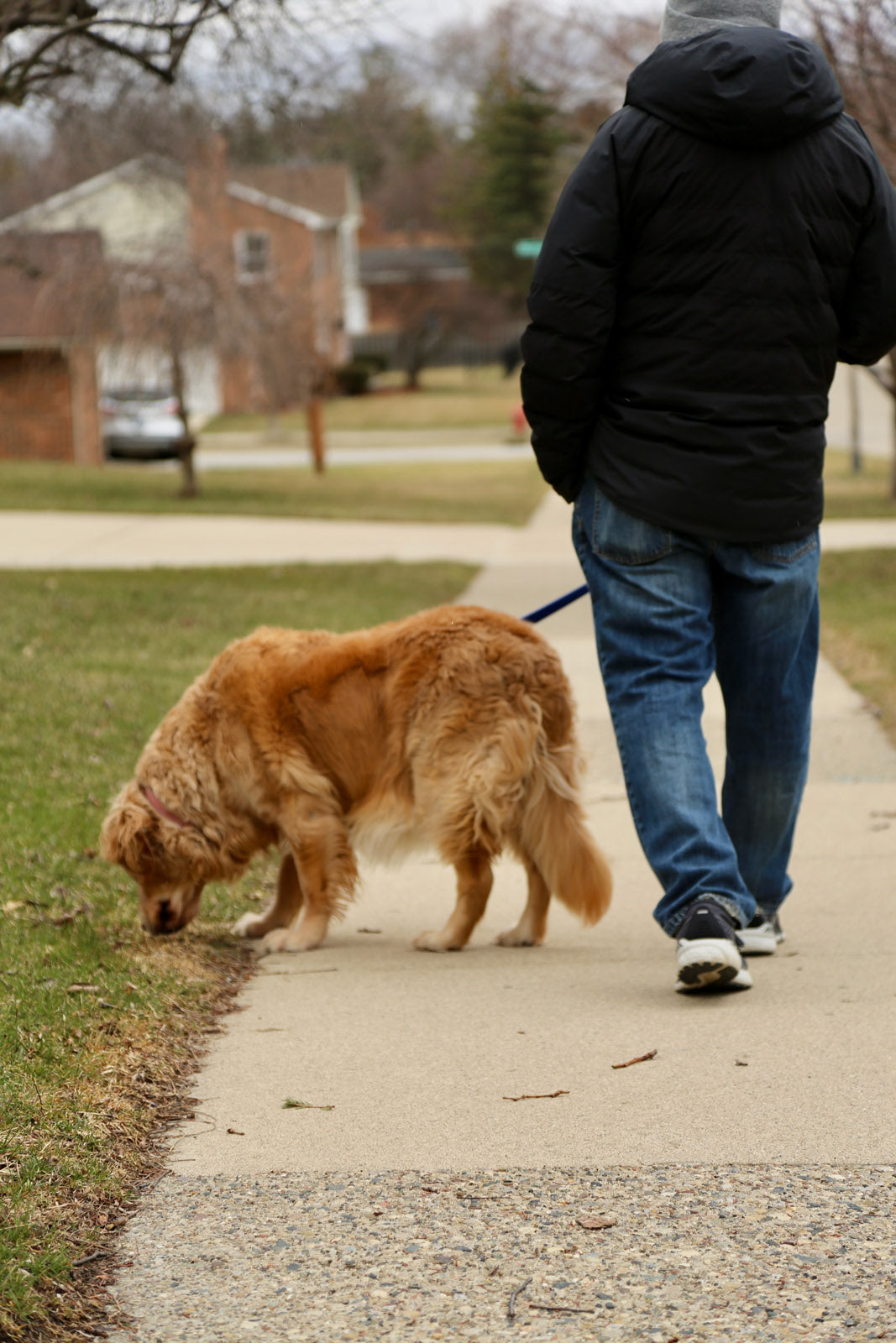 Person walking dog. 