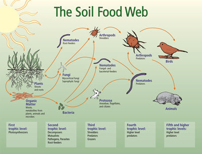 The Soil Food Web.