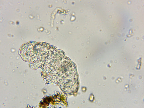 Tardigrade Water bear, microscope, regenerative hemp farming