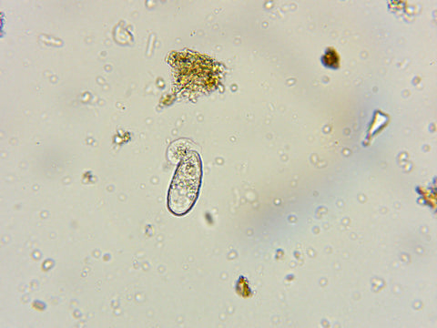 Testate amoeba, microscope, regenerative hemp farming