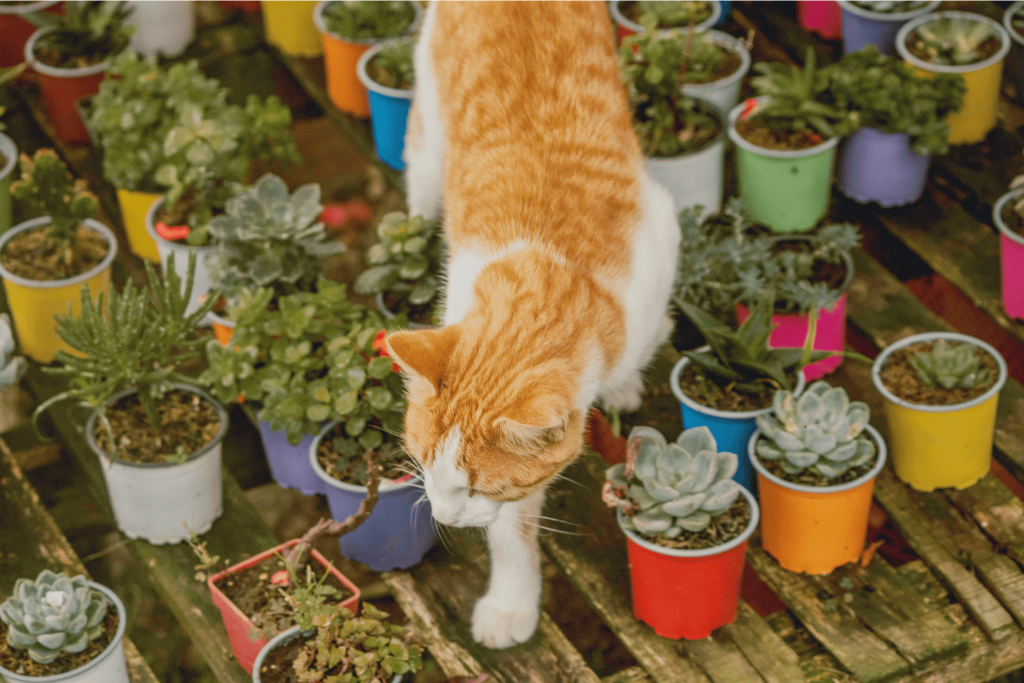 Finding the Perfect Eco-Friendly Cat Litter