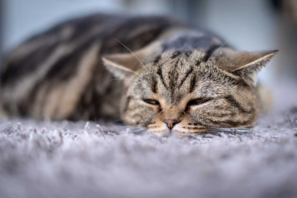 Coping With Cat Cancer