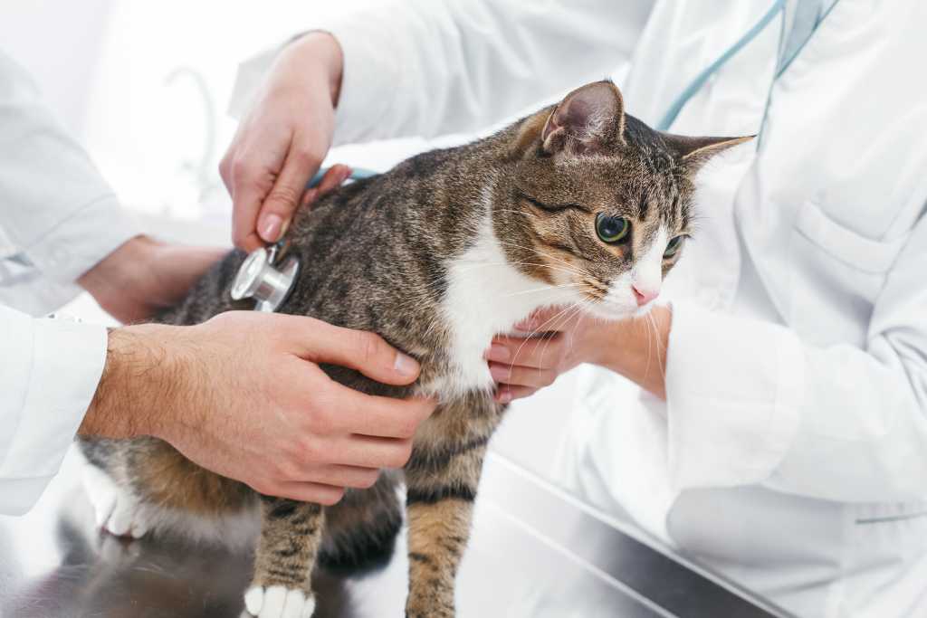 Coping With Cat Cancer