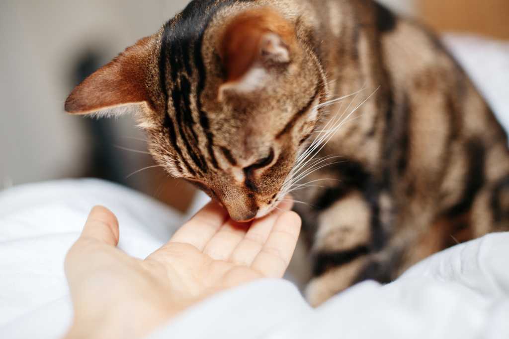 Coping With Cat Cancer