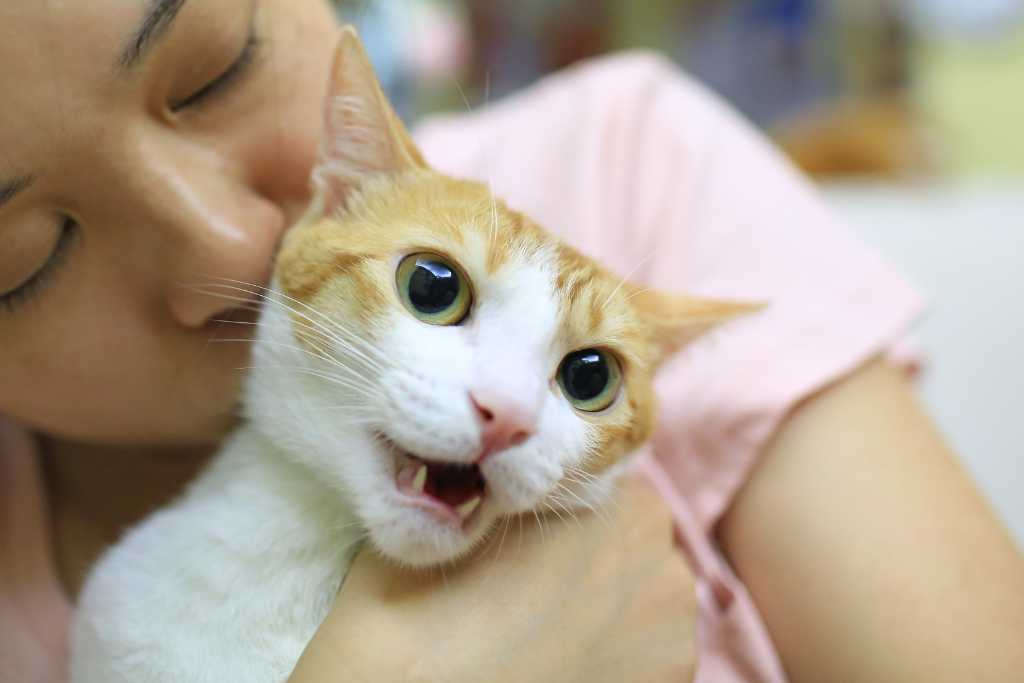 Things People Do That Cats Hate
