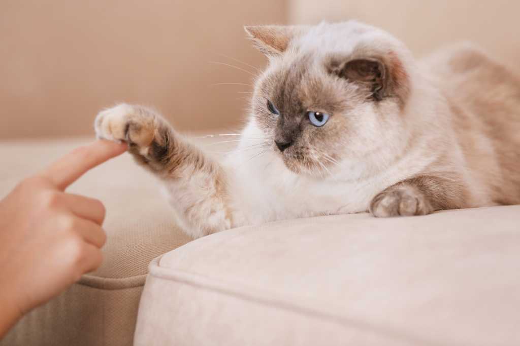 Things People Do That Cats Hate
